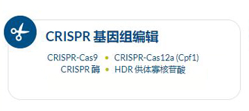 IDT CRISPR/Cas9基因编辑系统 北京泽平